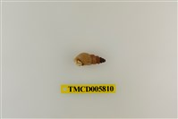 藏品(灰白陸寄居蟹)的圖片